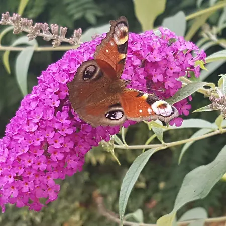 招待所 Harmonia 3*