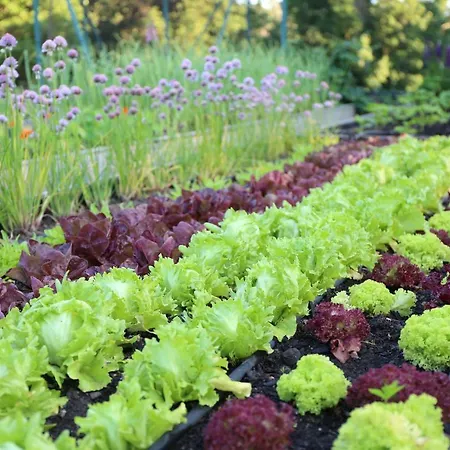 Harmonia 招待所 莫德拉